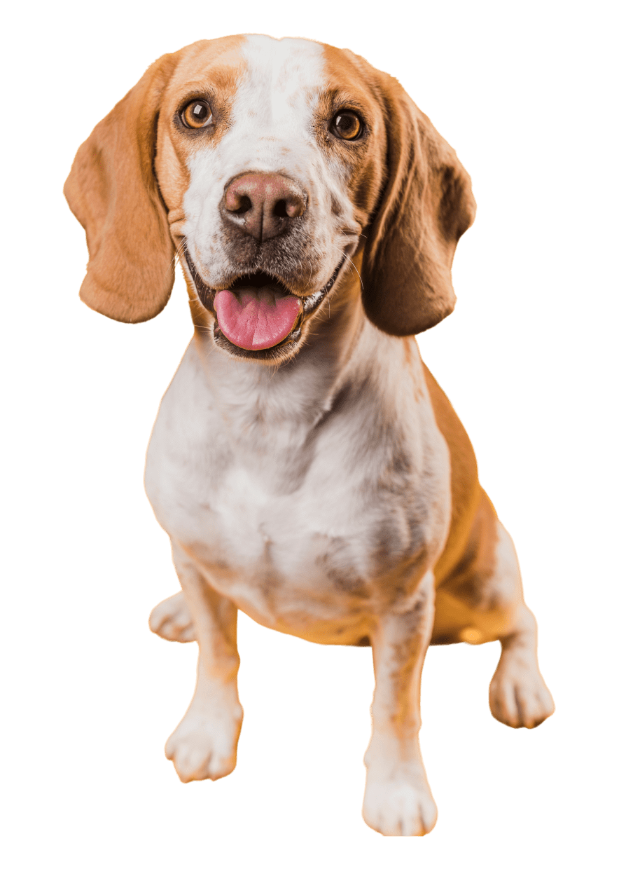 A dog sitting on a white background.